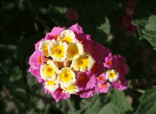 цветы в турции лантана