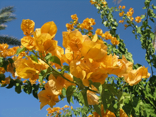 цветы в турции Желтая Бугенвиллия