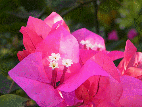 цветы в турции бугенвиллия