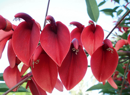 цветы в турции эритрина